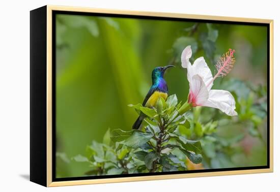 Variable Sunbird (Nectarinia Venusta) Adult Male on Hibiscus Flower, Nairobi, Kenya-Melvin Grey-Framed Premier Image Canvas