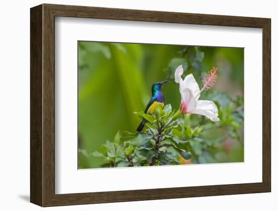 Variable Sunbird (Nectarinia Venusta) Adult Male on Hibiscus Flower, Nairobi, Kenya-Melvin Grey-Framed Photographic Print