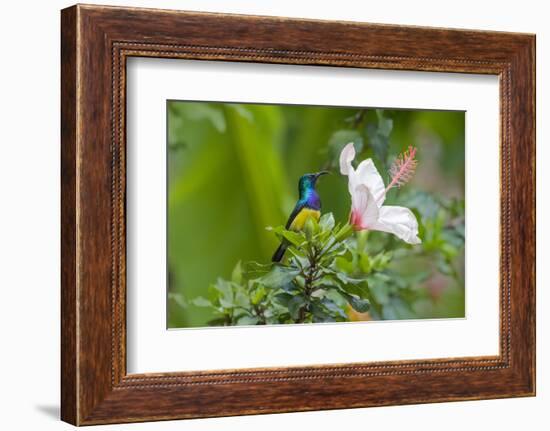 Variable Sunbird (Nectarinia Venusta) Adult Male on Hibiscus Flower, Nairobi, Kenya-Melvin Grey-Framed Photographic Print