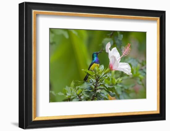 Variable Sunbird (Nectarinia Venusta) Adult Male on Hibiscus Flower, Nairobi, Kenya-Melvin Grey-Framed Photographic Print