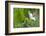 Variable Sunbird (Nectarinia Venusta) Adult Male on Hibiscus Flower, Nairobi, Kenya-Melvin Grey-Framed Photographic Print