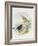 Variable Wheatear (Oenanthe Picata)-John Gould-Framed Giclee Print