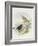 Variable Wheatear (Oenanthe Picata)-John Gould-Framed Giclee Print