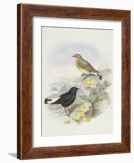 Variable Wheatear (Oenanthe Picata)-John Gould-Framed Giclee Print