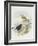 Variable Wheatear (Oenanthe Picata)-John Gould-Framed Giclee Print