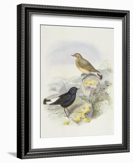 Variable Wheatear (Oenanthe Picata)-John Gould-Framed Giclee Print