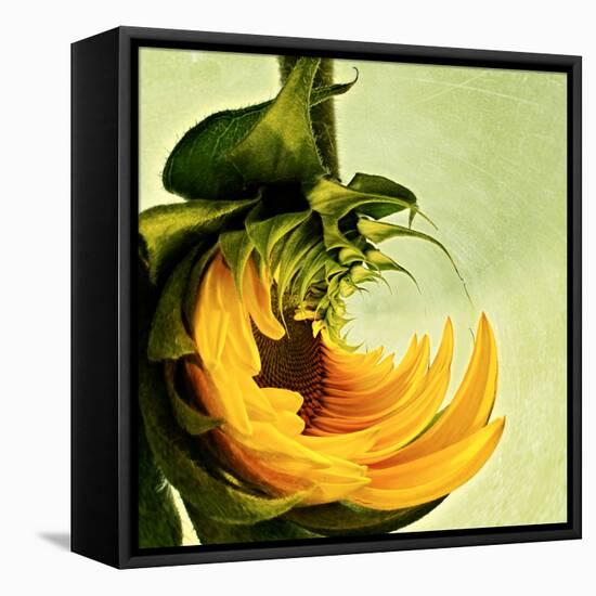 Variations on a Circle 25-Philippe Sainte-Laudy-Framed Premier Image Canvas