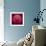 Variations On A Circle 44-Philippe Sainte-Laudy-Framed Photographic Print displayed on a wall