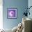 Variations On A Circle 77-Philippe Sainte-Laudy-Framed Photographic Print displayed on a wall