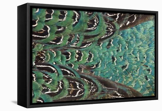 Variations on Feather Colors of the Ring-Necked Pheasant-Darrell Gulin-Framed Premier Image Canvas