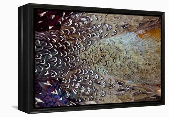 Variations on Feather Colors of the Ring-Necked Pheasant-Darrell Gulin-Framed Premier Image Canvas