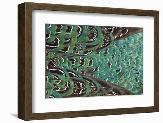 Variations on Feather Colors of the Ring-Necked Pheasant-Darrell Gulin-Framed Photographic Print