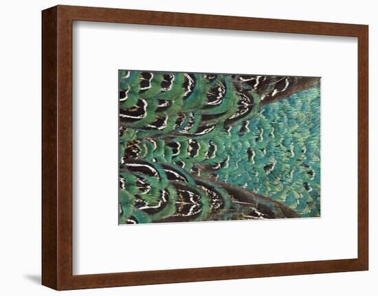 Variations on Feather Colors of the Ring-Necked Pheasant-Darrell Gulin-Framed Photographic Print