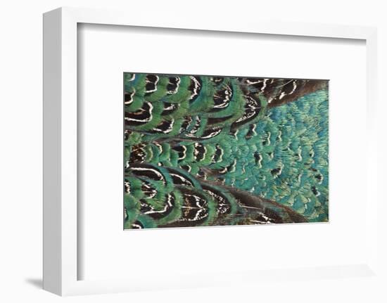 Variations on Feather Colors of the Ring-Necked Pheasant-Darrell Gulin-Framed Photographic Print