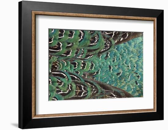 Variations on Feather Colors of the Ring-Necked Pheasant-Darrell Gulin-Framed Photographic Print