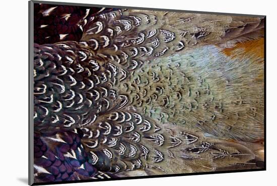 Variations on Feather Colors of the Ring-Necked Pheasant-Darrell Gulin-Mounted Photographic Print