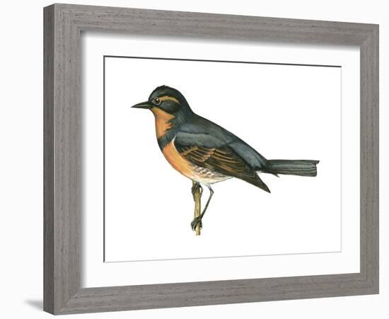 Varied Thrush (Ixoreus Naevius), Birds-Encyclopaedia Britannica-Framed Art Print