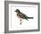 Varied Thrush (Ixoreus Naevius), Birds-Encyclopaedia Britannica-Framed Art Print