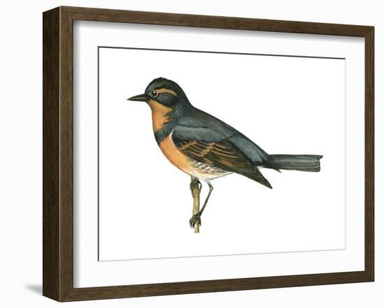 Varied Thrush (Ixoreus Naevius), Birds-Encyclopaedia Britannica-Framed Art Print