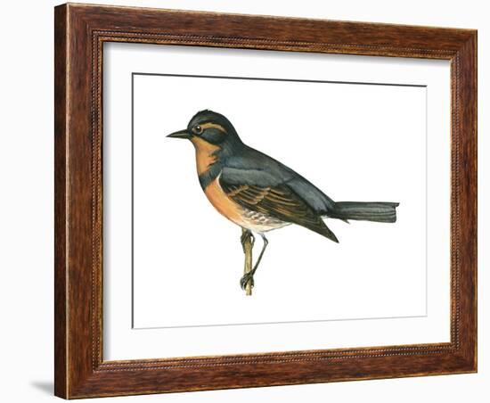 Varied Thrush (Ixoreus Naevius), Birds-Encyclopaedia Britannica-Framed Art Print