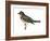 Varied Thrush (Ixoreus Naevius), Birds-Encyclopaedia Britannica-Framed Art Print