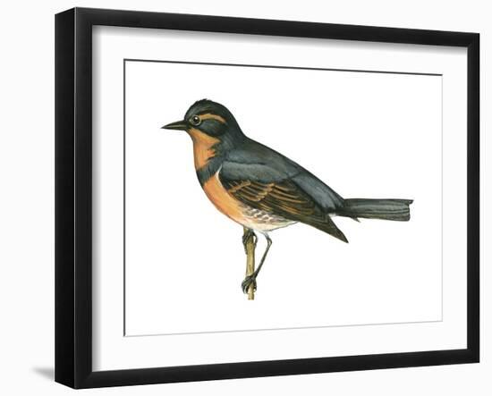 Varied Thrush (Ixoreus Naevius), Birds-Encyclopaedia Britannica-Framed Art Print