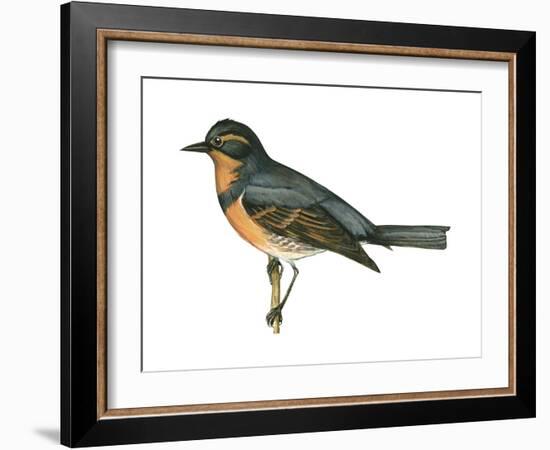 Varied Thrush (Ixoreus Naevius), Birds-Encyclopaedia Britannica-Framed Art Print