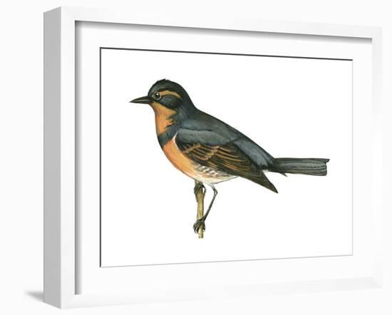 Varied Thrush (Ixoreus Naevius), Birds-Encyclopaedia Britannica-Framed Art Print