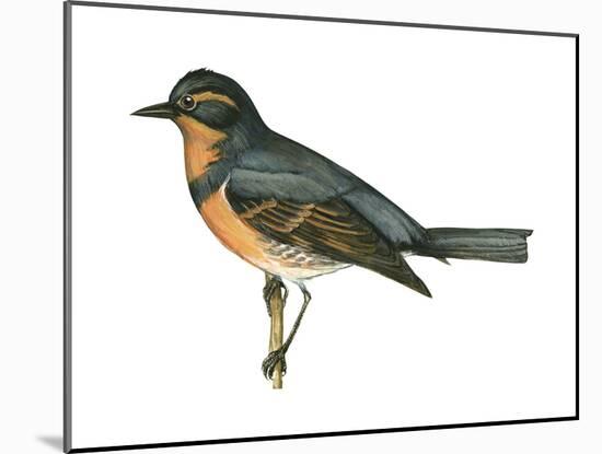Varied Thrush (Ixoreus Naevius), Birds-Encyclopaedia Britannica-Mounted Art Print