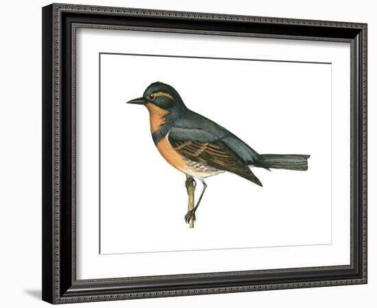 Varied Thrush (Ixoreus Naevius), Birds-Encyclopaedia Britannica-Framed Art Print