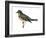 Varied Thrush (Ixoreus Naevius), Birds-Encyclopaedia Britannica-Framed Art Print