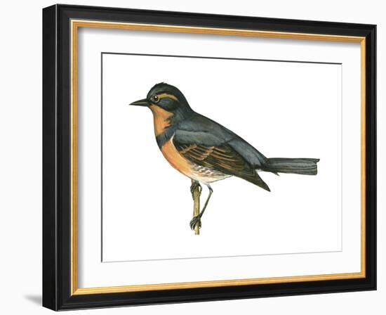 Varied Thrush (Ixoreus Naevius), Birds-Encyclopaedia Britannica-Framed Art Print