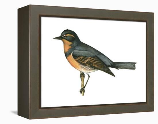 Varied Thrush (Ixoreus Naevius), Birds-Encyclopaedia Britannica-Framed Stretched Canvas