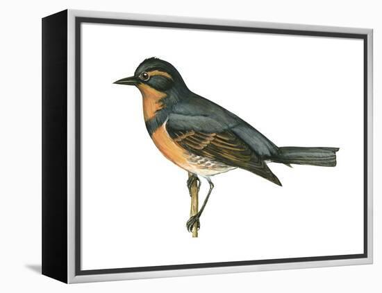 Varied Thrush (Ixoreus Naevius), Birds-Encyclopaedia Britannica-Framed Stretched Canvas