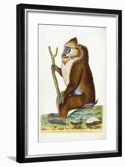 Variegated Baboon or Mandrill Mandrillus Sphinx-Frederick Polydor Nodder-Framed Giclee Print