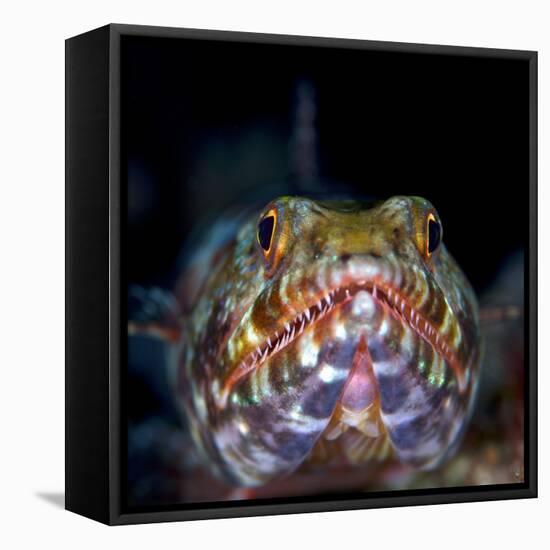 Variegated lizardfish, Bismarck Sea, Vitu Islands, West New Britain, Papua New Guinea-Bert Willaert-Framed Premier Image Canvas