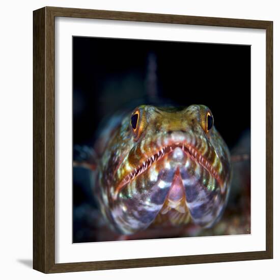 Variegated lizardfish, Bismarck Sea, Vitu Islands, West New Britain, Papua New Guinea-Bert Willaert-Framed Photographic Print