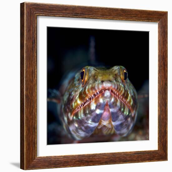 Variegated lizardfish, Bismarck Sea, Vitu Islands, West New Britain, Papua New Guinea-Bert Willaert-Framed Photographic Print