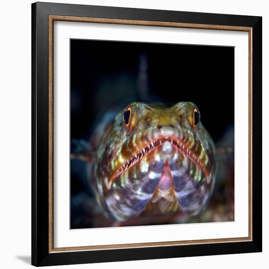 Variegated lizardfish, Bismarck Sea, Vitu Islands, West New Britain, Papua New Guinea-Bert Willaert-Framed Photographic Print