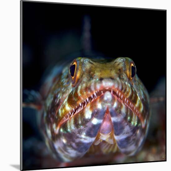 Variegated lizardfish, Bismarck Sea, Vitu Islands, West New Britain, Papua New Guinea-Bert Willaert-Mounted Photographic Print