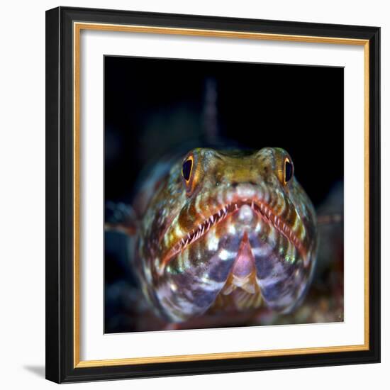 Variegated lizardfish, Bismarck Sea, Vitu Islands, West New Britain, Papua New Guinea-Bert Willaert-Framed Photographic Print