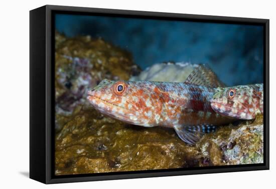 Variegated Lizardfish (Synodus Variegatus)-Reinhard Dirscherl-Framed Premier Image Canvas