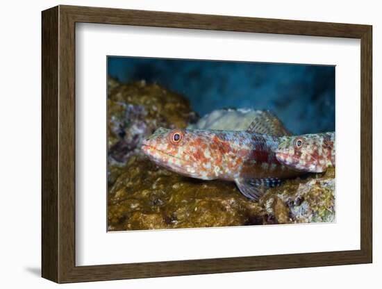 Variegated Lizardfish (Synodus Variegatus)-Reinhard Dirscherl-Framed Photographic Print