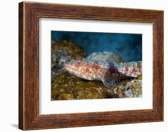 Variegated Lizardfish (Synodus Variegatus)-Reinhard Dirscherl-Framed Photographic Print