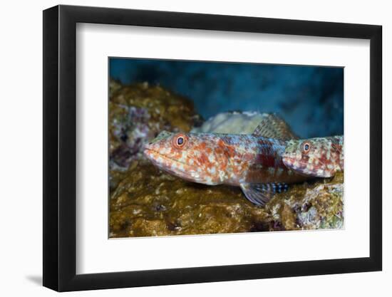 Variegated Lizardfish (Synodus Variegatus)-Reinhard Dirscherl-Framed Photographic Print