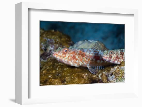 Variegated Lizardfish (Synodus Variegatus)-Reinhard Dirscherl-Framed Photographic Print