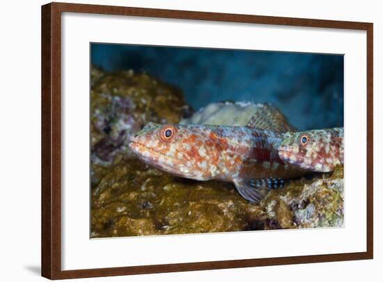 Variegated Lizardfish (Synodus Variegatus)-Reinhard Dirscherl-Framed Photographic Print