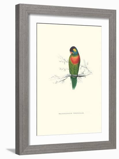 Variegated Parakeet - Trichoglossus Versicolor-Edward Lear-Framed Art Print