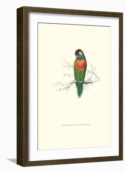 Variegated Parakeet - Trichoglossus Versicolor-Edward Lear-Framed Art Print