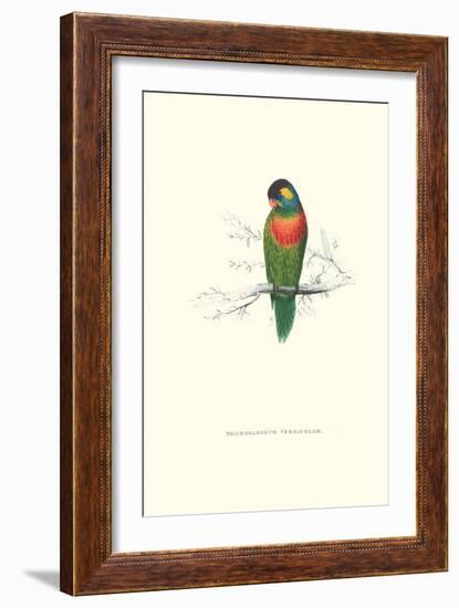 Variegated Parakeet - Trichoglossus Versicolor-Edward Lear-Framed Art Print